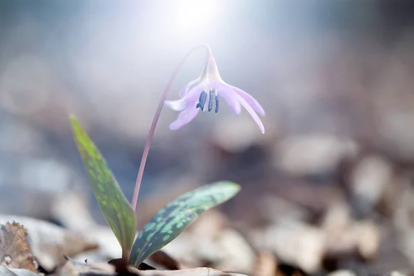 Bahar Mavi Çiçekleri Hepatica Nobilis Sihirli Bahar Işığında Ormanda — Stok fotoğraf