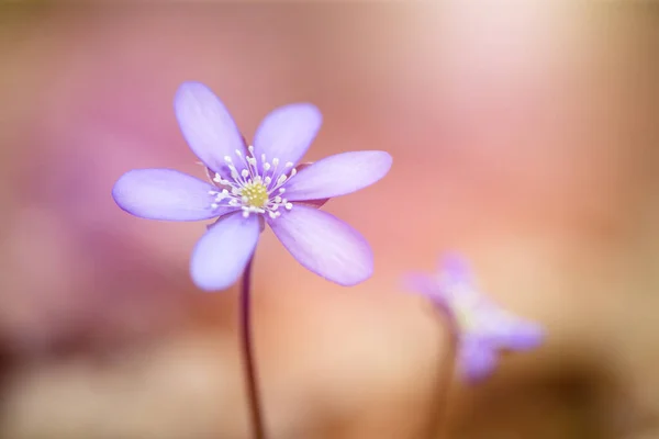 Весна Голубые Цветы Hepatica Nobilis Лесу Волшебном Весеннем Свете — стоковое фото