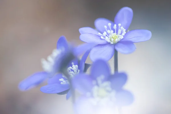 春天的蓝花 Hepatica Nobilis 在森林中的神奇春光中 — 图库照片