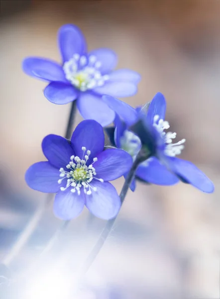 Frühlingsblumen Hepatica Nobilis Wald Magischem Frühlingslicht — Stockfoto
