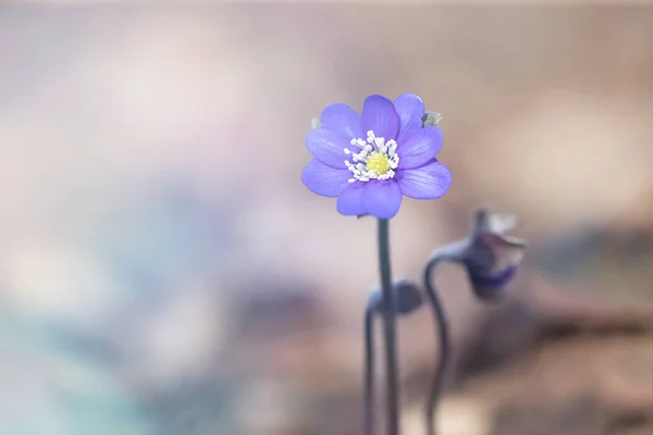 Frühlingsblumen Hepatica Nobilis Wald Magischem Frühlingslicht — Stockfoto