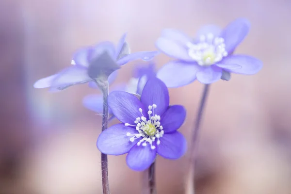 Wiosna Niebieskie Kwiaty Hepatica Nobilis Lesie Magiczne Wiosenne Światło — Zdjęcie stockowe