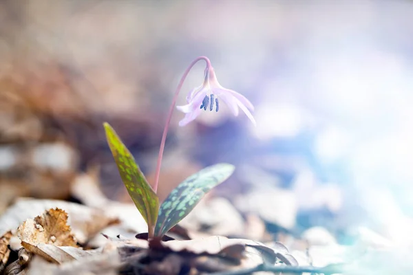 Весна Голубые Цветы Hepatica Nobilis Лесу Волшебном Весеннем Свете — стоковое фото