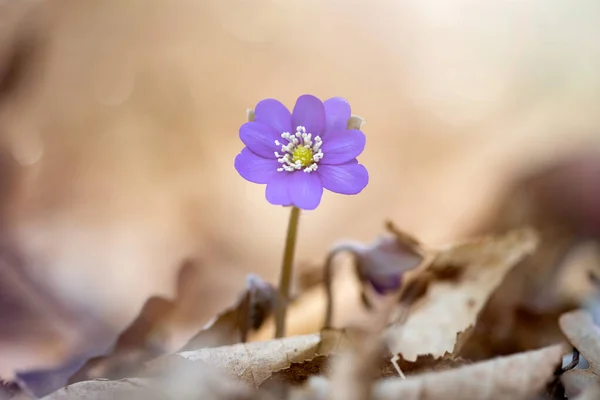 Frühlingsblumen Hepatica Nobilis Wald Magischem Frühlingslicht — Stockfoto