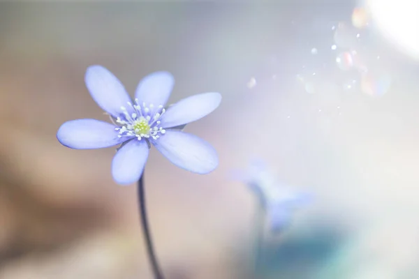 Frühlingsblumen Hepatica Nobilis Wald Magischem Frühlingslicht — Stockfoto