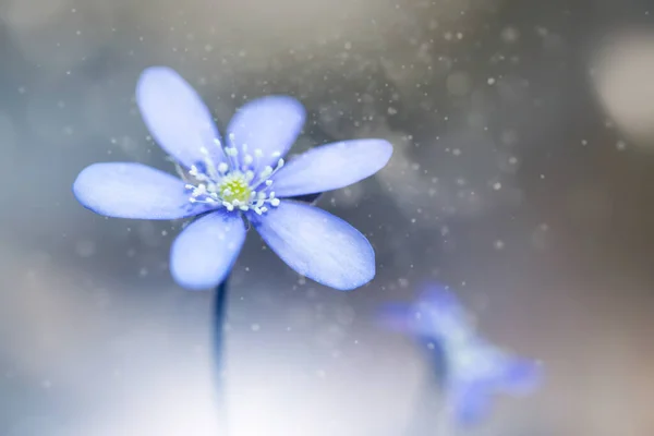 Весняно Блакитні Квіти Hepatica Nobilis Лісі Магічному Весняному Світлі — стокове фото