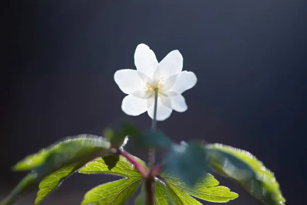 Zarte Und Zerbrechliche Wildblume Waldanemone Magischen Märchenlicht Wald Frühling Natur — Stockfoto