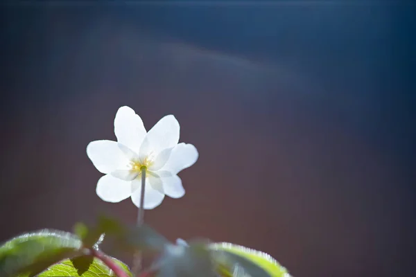 Delicada Frágil Flor Silvestre Anêmona Madeira Luz Mágica Das Fadas — Fotografia de Stock