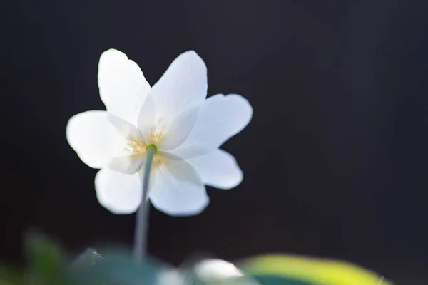 Zarte Und Zerbrechliche Wildblume Waldanemone Magischen Märchenlicht Wald Frühling Natur — Stockfoto