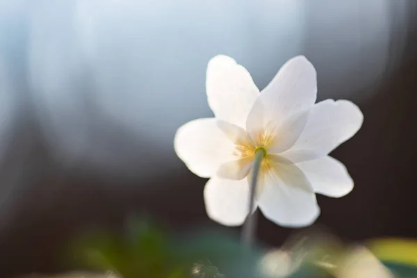 Fiordaliso Delicato Fragile Anemone Legno Nella Magica Luce Delle Fate — Foto Stock