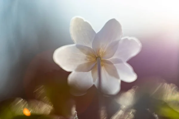 Delicada Frágil Flor Silvestre Anêmona Madeira Luz Mágica Das Fadas — Fotografia de Stock