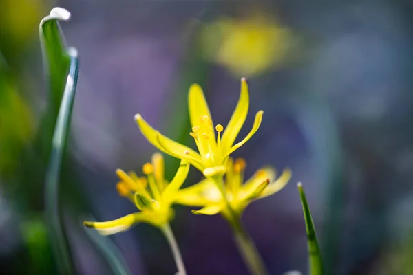 Blooming Single Lesser Celandine Magic Light — Stock Photo, Image