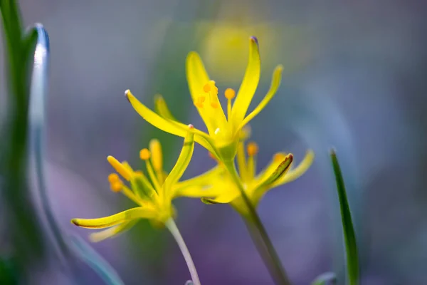 Bloeiende Enkele Kleine Celandine Magisch Licht — Stockfoto