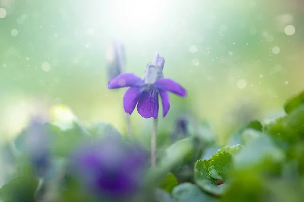 Jemný Křehký Dřevěný Fialový Květ Kouzelném Vílím Světle Lese Jarní — Stock fotografie