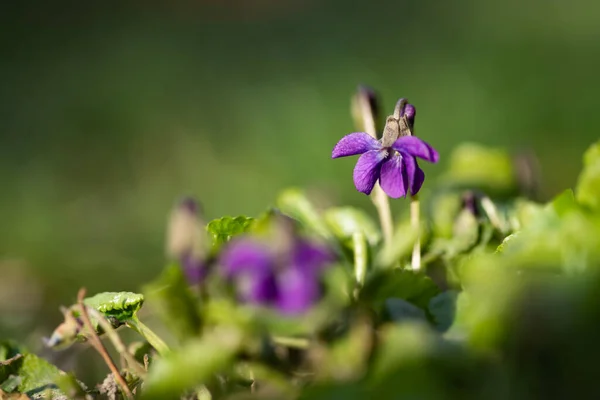 Delicate Breekbare Houten Violette Bloem Magisch Feeënlicht Het Bos Voorjaar — Stockfoto