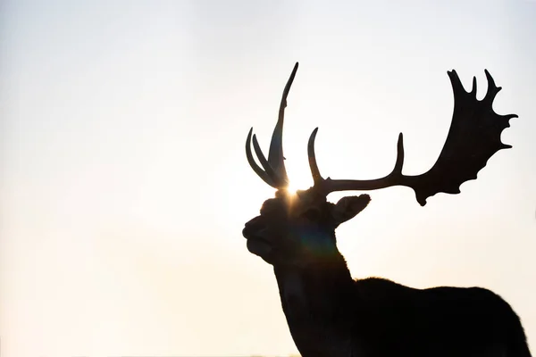 Silhouette Renna Magica Luce Del Tramonto — Foto Stock