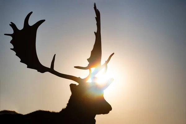 Reindeer silhouette in magic sunset light.