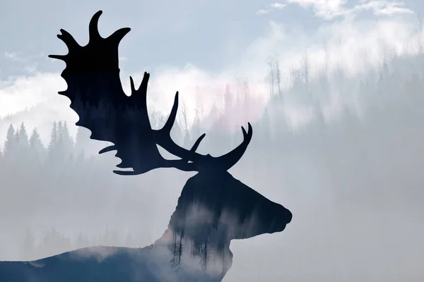 Подвійне Викриття Оленя Туманного Соснового Лісу — стокове фото