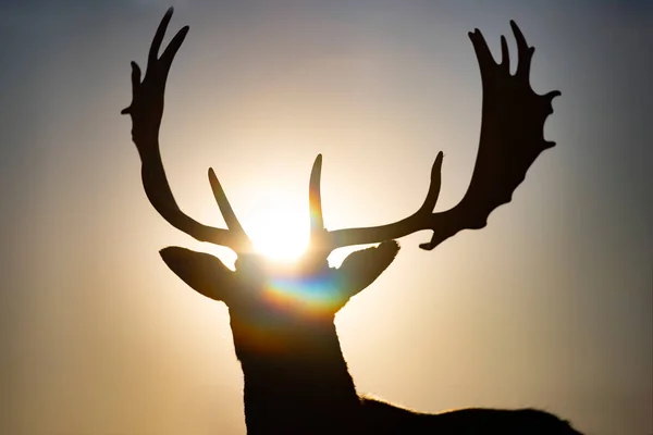 Reindeer silhouette in magic sunset light.