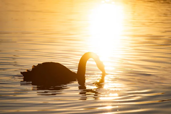 Silhouette Cigno Tramonto Maggic — Foto Stock