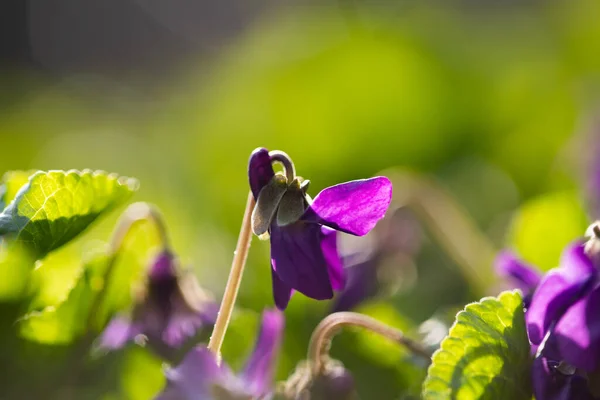 Flor Violeta Madeira Delicada Frágil Luz Mágica Fadas Floresta Primavera — Fotografia de Stock