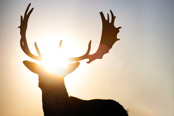 Reindeer Silhouette Magic Sunset Light — Stock Photo, Image