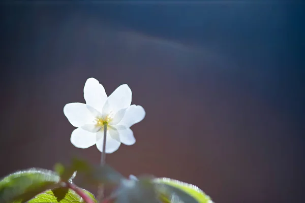 Finom Törékeny Vadvirág Anemone Mágikus Tündér Fény Erdőben Tavaszi Természet — Stock Fotó