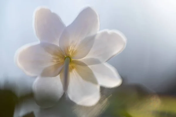 Delicada Frágil Flor Silvestre Anêmona Madeira Luz Mágica Das Fadas — Fotografia de Stock