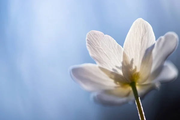 Zarte Und Zerbrechliche Wildblume Waldanemone Magischen Märchenlicht Wald Frühling Natur — Stockfoto