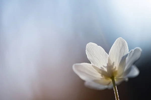 Zarte Und Zerbrechliche Wildblume Waldanemone Magischen Märchenlicht Wald Frühling Natur — Stockfoto