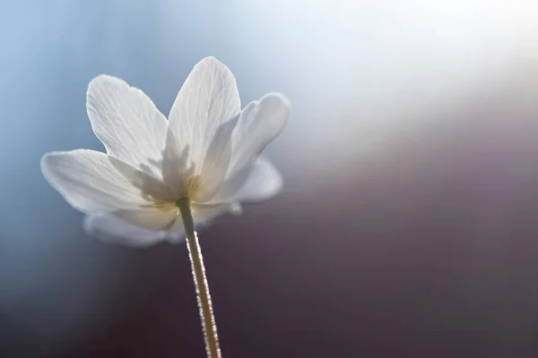 Zarte Und Zerbrechliche Wildblume Waldanemone Magischen Märchenlicht Wald Frühling Natur — Stockfoto