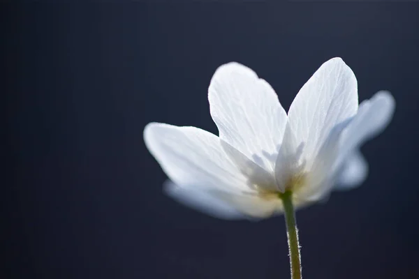 Zarte Und Zerbrechliche Wildblume Waldanemone Magischen Märchenlicht Wald Frühling Natur — Stockfoto