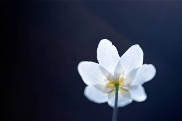 Zarte Und Zerbrechliche Wildblume Waldanemone Magischen Märchenlicht Wald Frühling Natur — Stockfoto