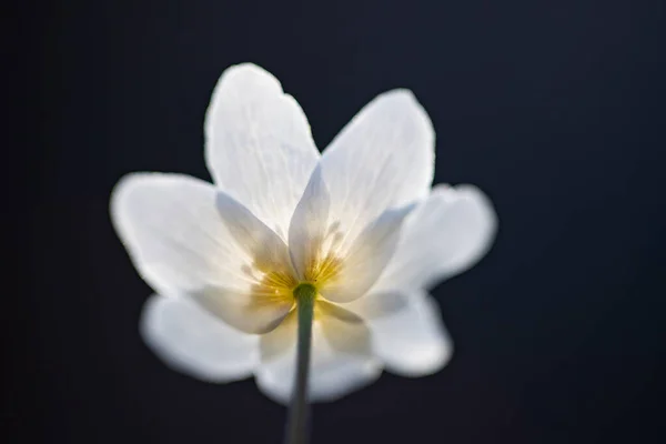 Zarte Und Zerbrechliche Wildblume Waldanemone Magischen Märchenlicht Wald Frühling Natur — Stockfoto