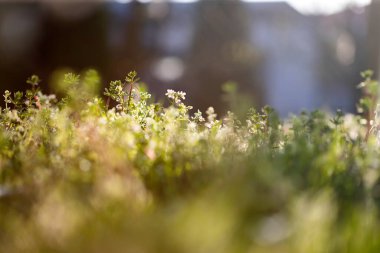 Sihirli günbatımı ışığında kır çiçekleriyle dolu bir yaz çayırı. Rüya gibi çiçek arkaplanı.