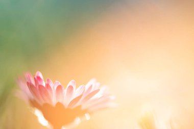 Çiçek açan papatya (bellis perennis) ile sihirli bahar arkaplanı. Metin için yumuşak odak ve boşluk.