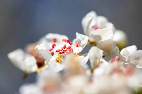 Bela Primavera Floral Fundo Abstrato Natureza Macro Pêra Florescente Com — Fotografia de Stock