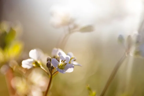 魔法の夕日の光の中で野の花でいっぱいの夏の牧草地 夢のような花の背景 — ストック写真