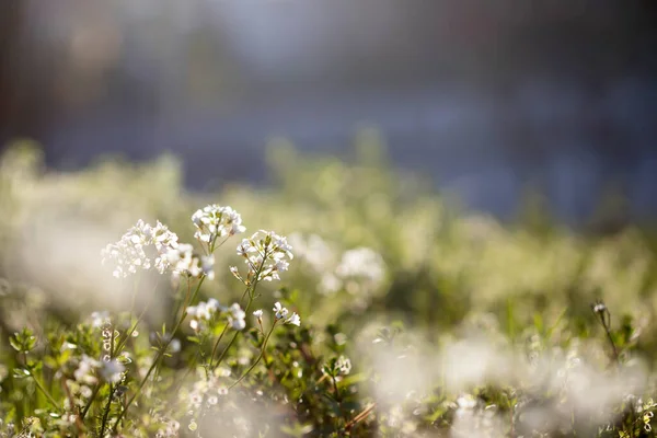 Prairie Été Pleine Fleurs Sauvages Dans Lumière Coucher Soleil Magique — Photo