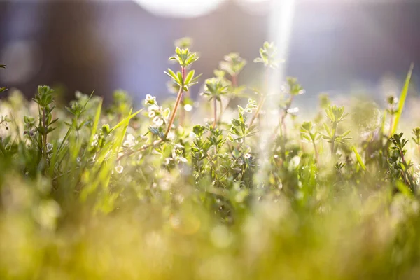 Prairie Été Pleine Fleurs Sauvages Dans Lumière Coucher Soleil Magique — Photo