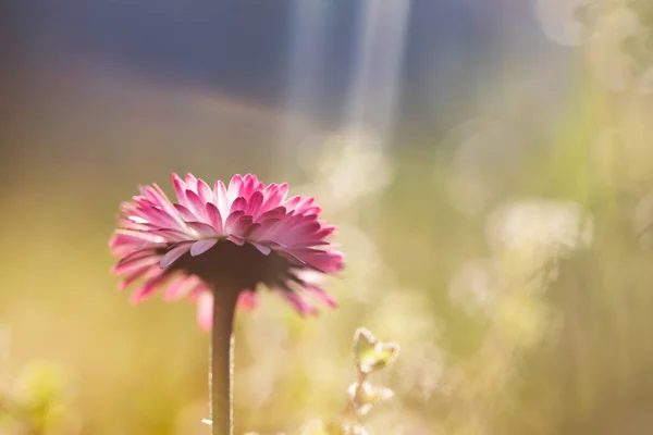 魔法の夕日の光の中で野の花でいっぱいの夏の牧草地 夢のような花の背景 — ストック写真