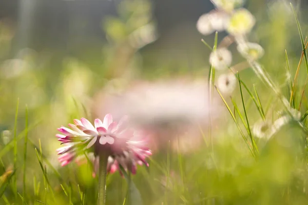 魔法の夕日の光の中で野の花でいっぱいの夏の牧草地 夢のような花の背景 — ストック写真
