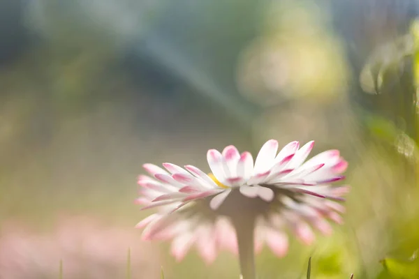 Magischer Frühlingshintergrund Mit Blühendem Gänseblümchen Bellis Perennis Weicher Fokus Und — Stockfoto