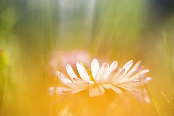 Magischer Frühlingshintergrund Mit Blühendem Gänseblümchen Bellis Perennis Weicher Fokus Und — Stockfoto