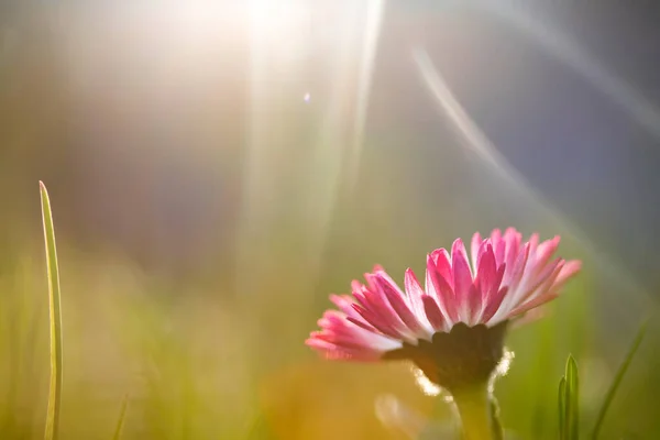 Magischer Frühlingshintergrund Mit Blühendem Gänseblümchen Bellis Perennis Weicher Fokus Und — Stockfoto