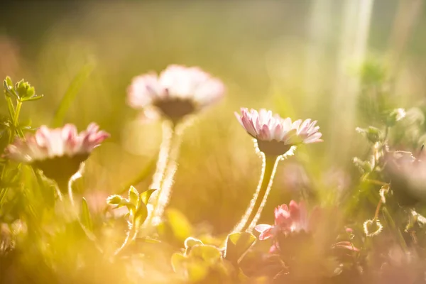 魔法の夕日の光の中で野の花でいっぱいの夏の牧草地 夢のような花の背景 — ストック写真