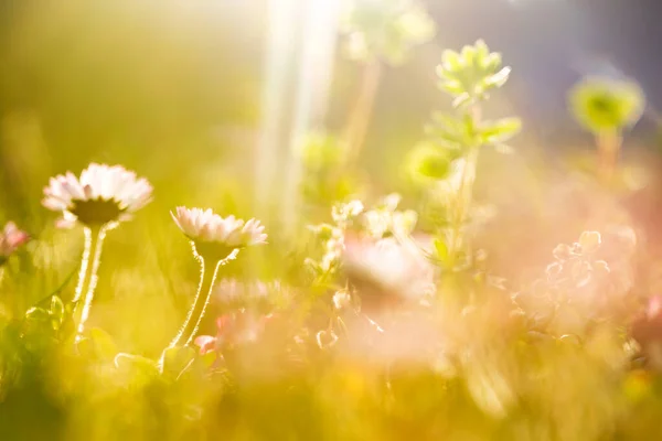 魔法の夕日の光の中で野の花でいっぱいの夏の牧草地 夢のような花の背景 — ストック写真