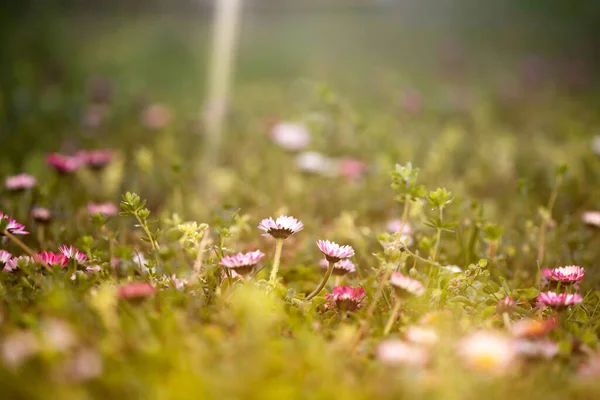魔法の夕日の光の中で野の花でいっぱいの夏の牧草地 夢のような花の背景 — ストック写真