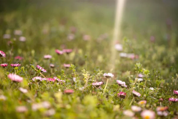 魔法の夕日の光の中で野の花でいっぱいの夏の牧草地 夢のような花の背景 — ストック写真