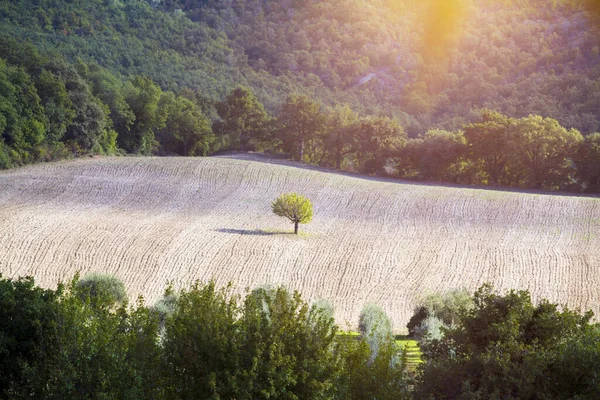 Belle Colline Toscane Tramonto Dopo Vendemmia Italia — Foto Stock